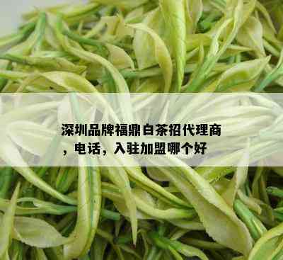 深圳品牌福鼎白茶招代理商，电话，入驻加盟哪个好