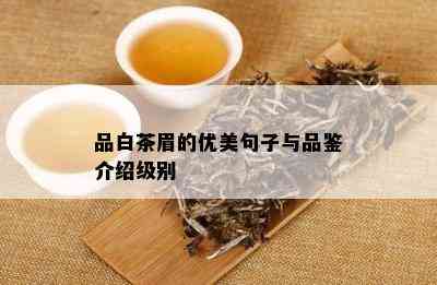 品白茶眉的优美句子与品鉴介绍级别