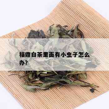 福鼎白茶里面有小虫子怎么办？