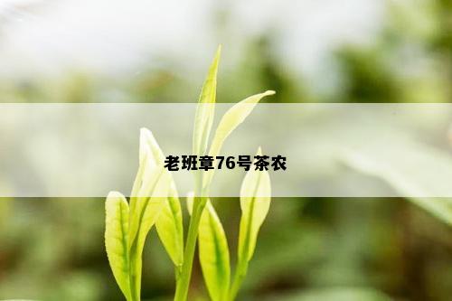 老班章76号茶农