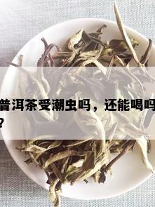 普洱茶受潮虫吗，还能喝吗？