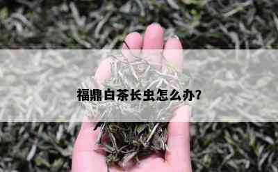 福鼎白茶长虫怎么办？