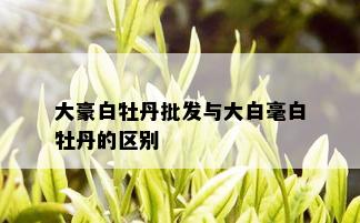 大豪白牡丹批发与大白毫白牡丹的区别