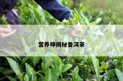 营养师揭秘普洱茶