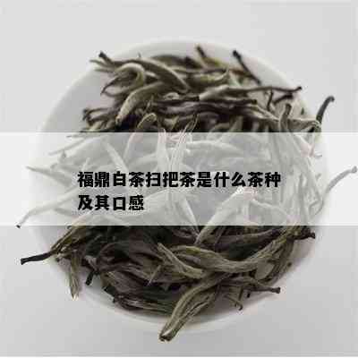 福鼎白茶扫把茶是什么茶种及其口感