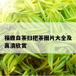 福鼎白茶扫把茶图片大全及高清欣赏