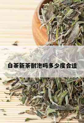 白茶新茶耐泡吗多少度合适