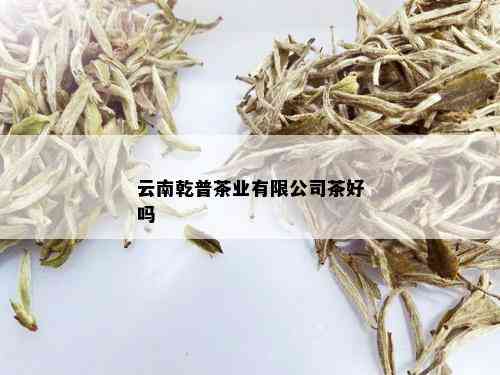 云南乾普茶业有限公司茶好吗