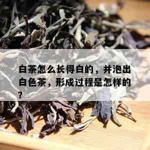 白茶怎么长得白的，并泡出白色茶，形成过程是怎样的？