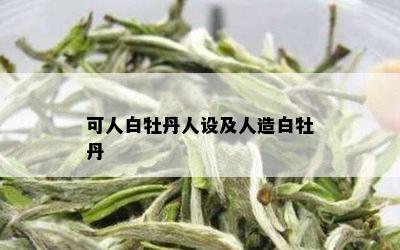 可人白牡丹人设及人造白牡丹