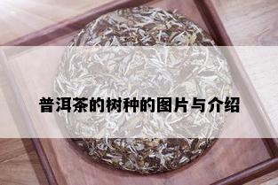 普洱茶的树种的图片与介绍