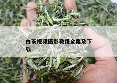 白茶视频摄影教程全集及下载