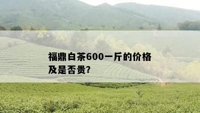 福鼎白茶600一斤的价格及是否贵？