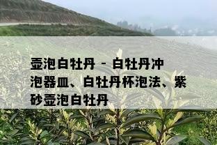 壶泡白牡丹 - 白牡丹冲泡器皿、白牡丹杯泡法、紫砂壶泡白牡丹