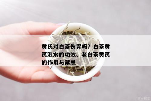 黄氏对白茶伤胃吗？白茶黄芪泡水的功效、老白茶黄芪的作用与禁忌