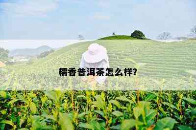 糯香普洱茶怎么样？