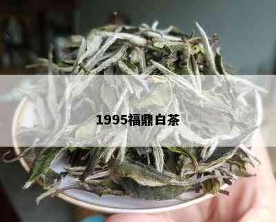 1995福鼎白茶