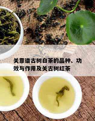 关靠谱古树白茶的品种、功效与作用及关古树红茶