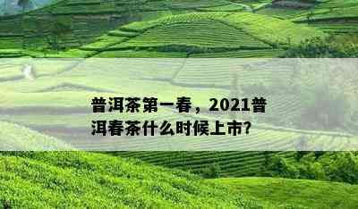 普洱茶之一春，2021普洱春茶什么时候上市？