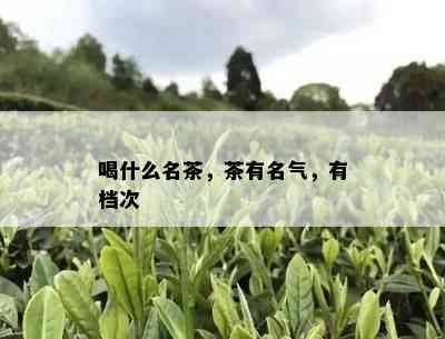 喝什么名茶，茶有名气，有档次