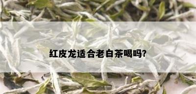 红皮龙适合老白茶喝吗？