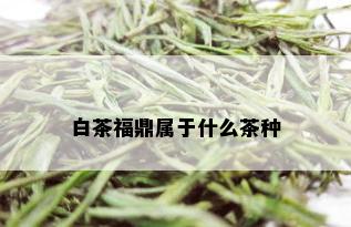 白茶福鼎属于什么茶种