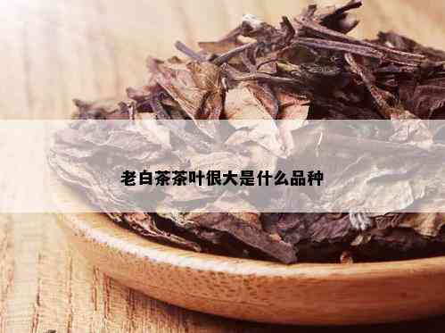 老白茶茶叶很大是什么品种