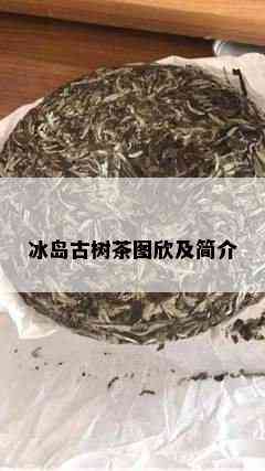 冰岛古树茶图欣及简介