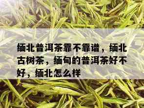 缅北普洱茶靠不靠谱，缅北古树茶，缅甸的普洱茶好不好，缅北怎么样