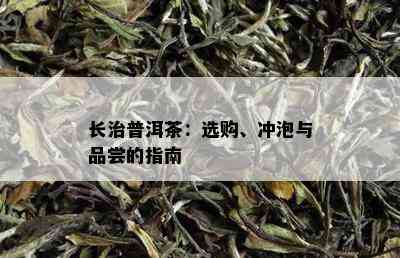 长治普洱茶：选购、冲泡与品尝的指南