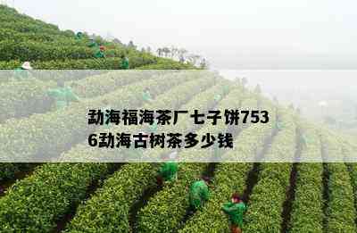 勐海福海茶厂七子饼7536勐海古树茶多少钱