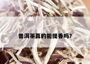 普洱茶真的能提香吗？