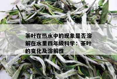 茶叶在热水中的现象是否溶解在水里四年级科学：茶叶的变化及溶解性