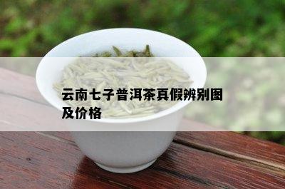 云南七子普洱茶真假辨别图及价格