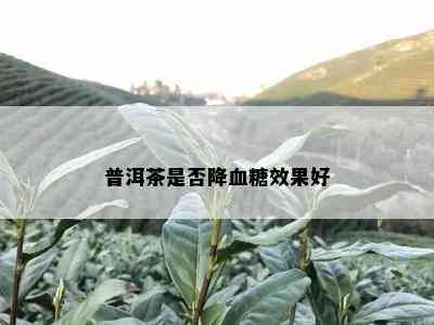 普洱茶是否降血糖效果好