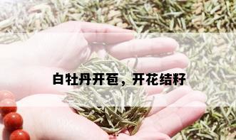 白牡丹 *** ，开花结籽