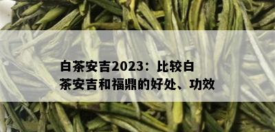 白茶安吉2023：比较白茶安吉和福鼎的好处、功效