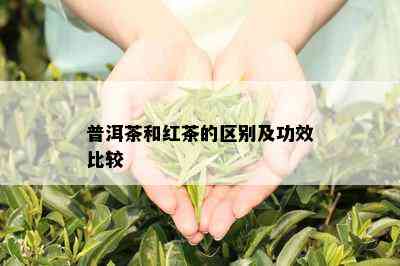 普洱茶和红茶的区别及功效比较