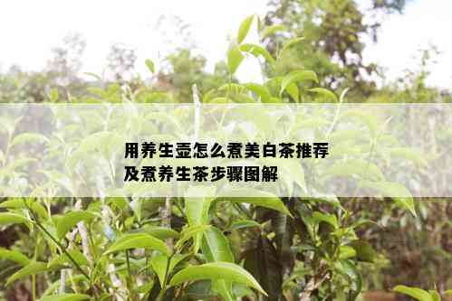 用养生壶怎么煮美白茶推荐及煮养生茶步骤图解