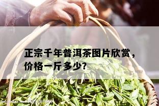 正宗千年普洱茶图片欣赏，价格一斤多少？