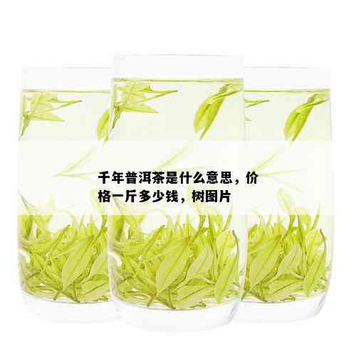 千年普洱茶是什么意思，价格一斤多少钱，树图片