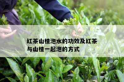 红茶山楂泡水的功效及红茶与山楂一起泡的方式