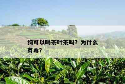 狗可以喝茶叶茶吗？为什么有？