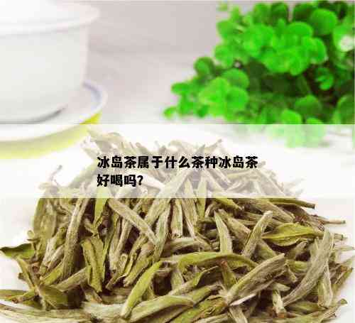 冰岛茶属于什么茶种冰岛茶好喝吗？