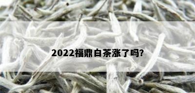 2022福鼎白茶涨了吗？