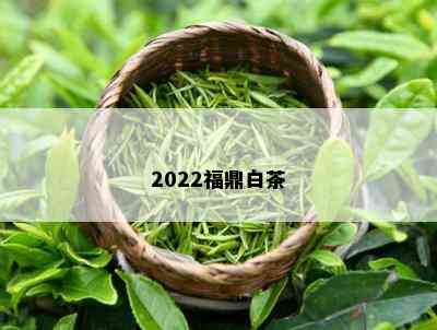 2022福鼎白茶