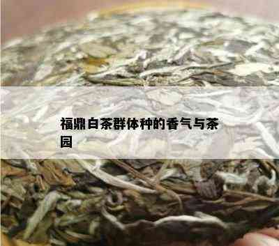 福鼎白茶群体种的香气与茶园