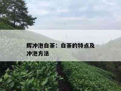 辉冲泡白茶：白茶的特点及冲泡方法