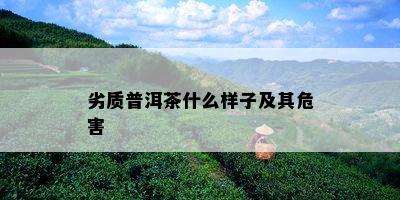 劣质普洱茶什么样子及其危害