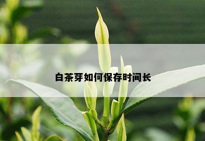 白茶芽如何保存时间长